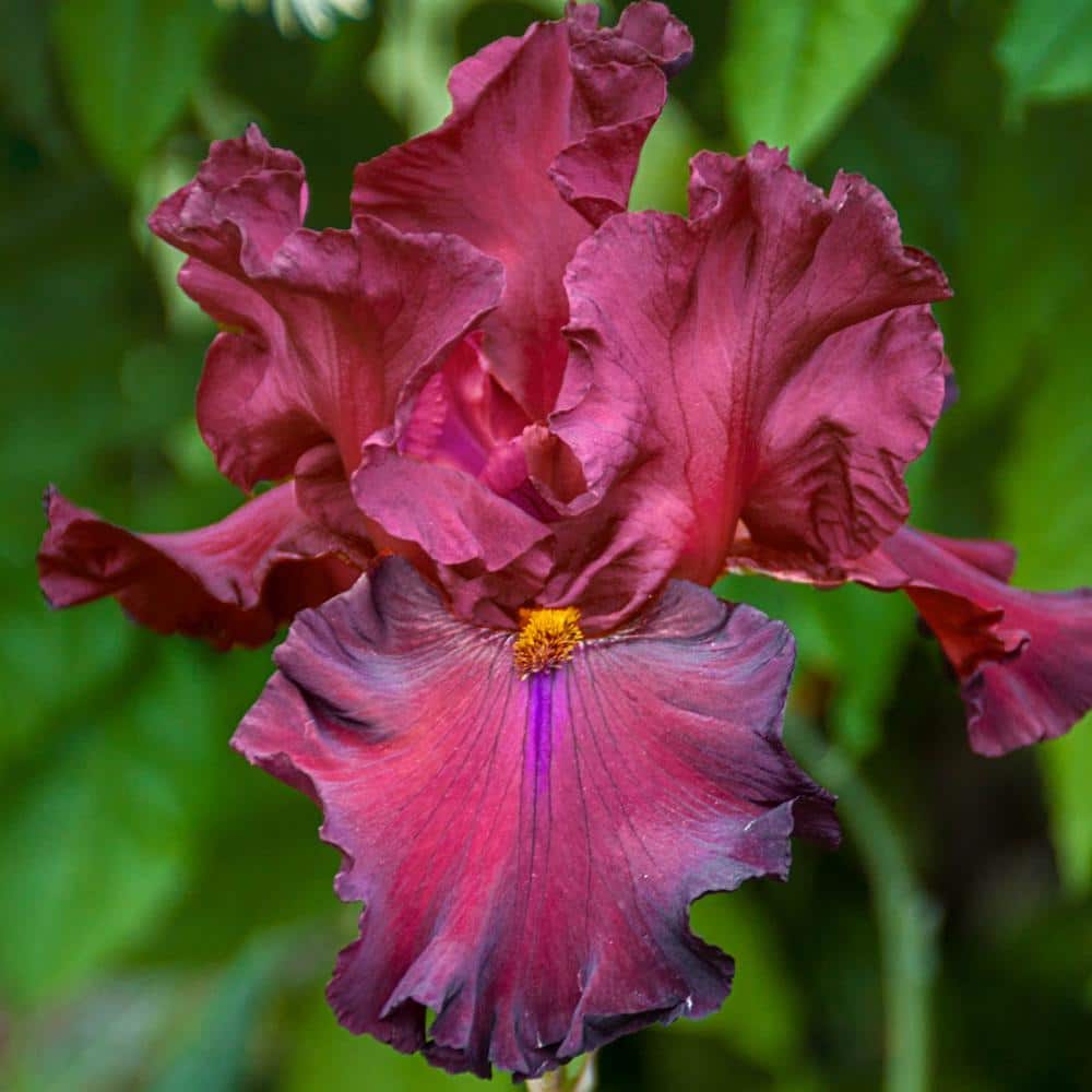 Breck's Grateful Red Bearded Iris, Live Bareroot Plant, Flowering Perennial (5-Pack) 71216 - Home Depot