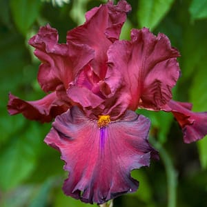 Grateful Red Bearded Iris, Live Bareroot Plant, Red Flowering Perennial (5-Pack)