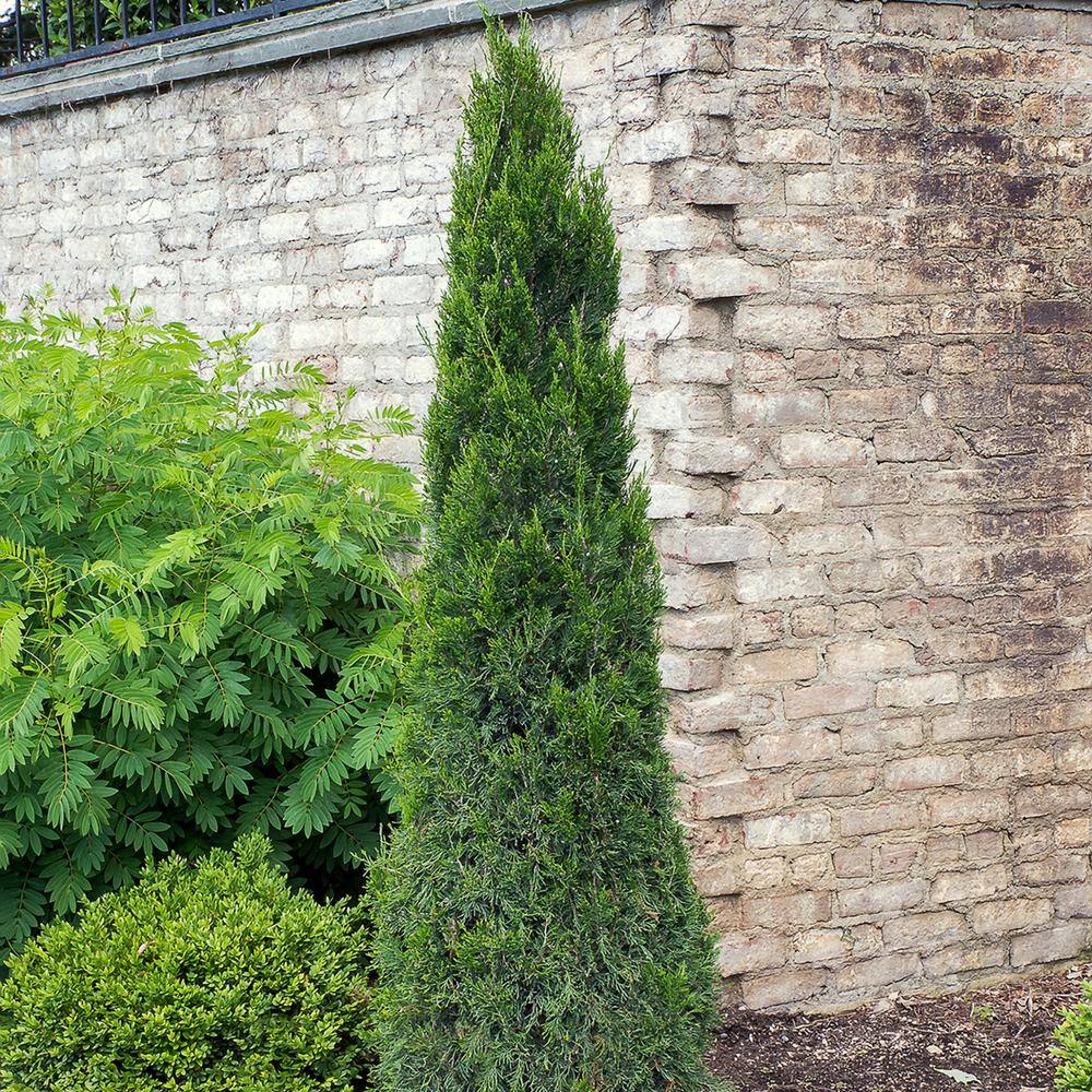 1 Gal. Pot, Spartan Upright Juniper Potted Evergreen Shrub (1-Pack) price history on PriceWatchPro