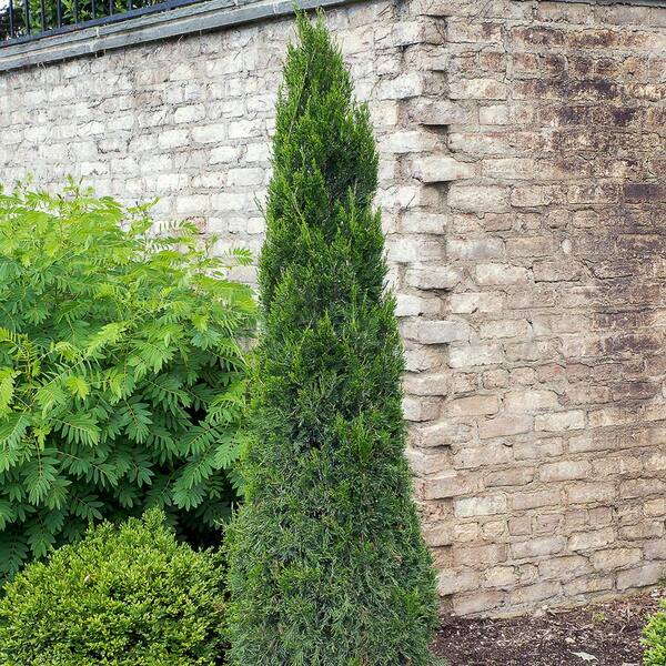 Spring Hill Nurseries 1 Gal. Pot, Spartan Upright Juniper Shrub, Potted Evergreen Plant (1-Pack)