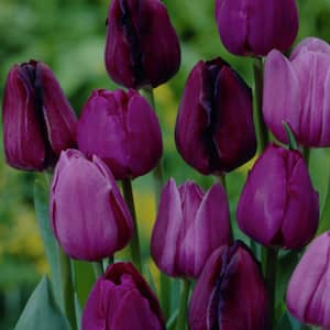 Purple Tulips Non-Stop Purple Blend Bulbs (25-Pack)