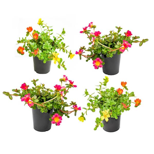 ALTMAN PLANTS 1 qt. Purslane Mix Plant Collection (4-Pack)