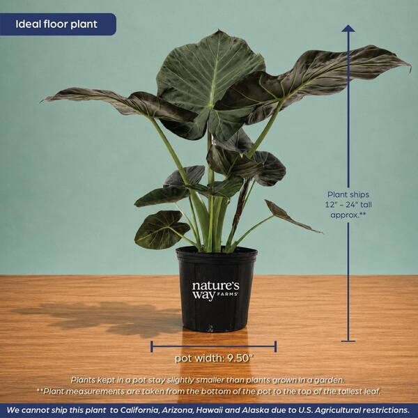 NATURE'S WAY FARMS 1.72 Gal. Regal Shields Alocasia Elephant Ear