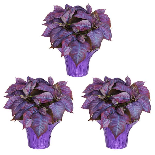 METROLINA GREENHOUSES 2 Qt. Christmas Poinsettia Purple Painted w/Purple Foil (3-Pack)