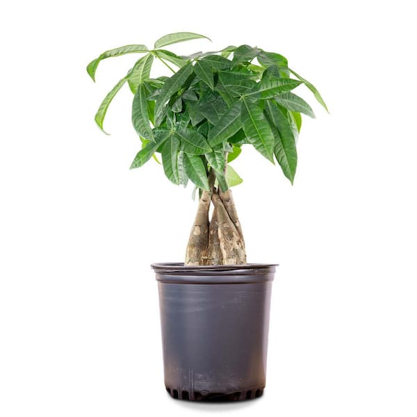 Arcadia Garden Products 4 in. Money Tree Plant Black Plastic
