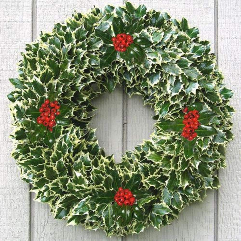 Online Orchards 24 In Fresh Holly Christmas Wreath Assembled With Live Variegated Holly