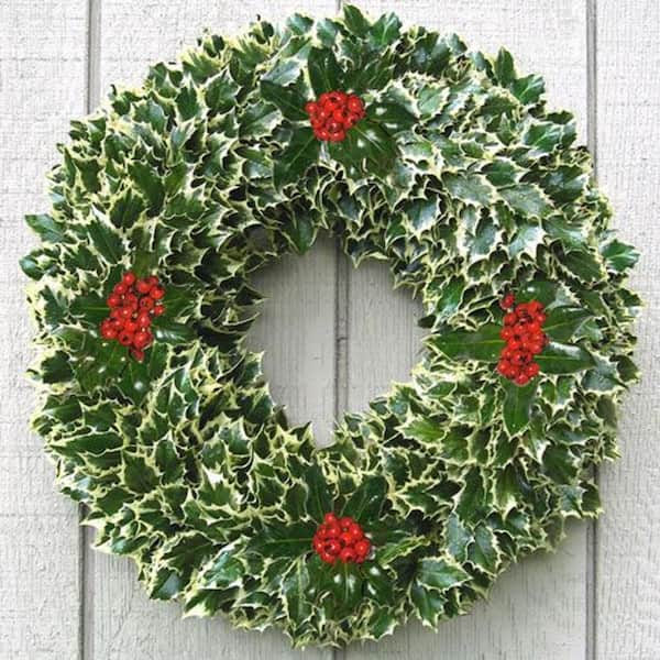 Online Orchards 24 in. Fresh Holly Christmas Wreath Assembled with Live Variegated Holly Cuttings and Berries