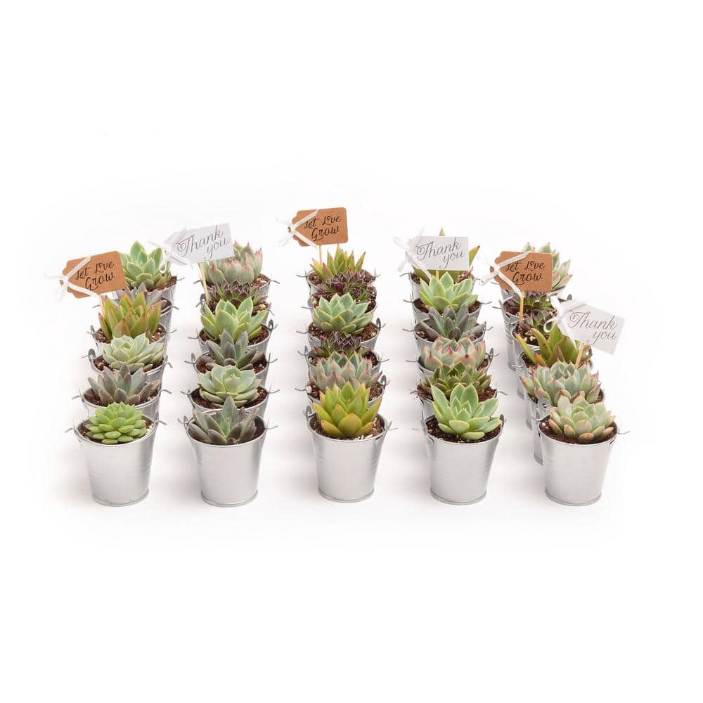 2 in. Wedding Event Rosette Succulents Plant with Silver Metal Pails and Thank You Tags (80-Pack) price history on PriceWatchPro