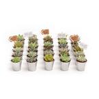 2 in. Wedding Event Rosette Succulents Plant with Silver Metal Pails and Thank You Tags (80-Pack)