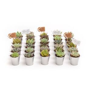 2 in. Wedding Event Rosette Succulents Plant with Silver Metal Pails and Thank You Tags (100-Pack)