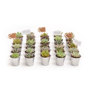 2 in. Wedding Event Rosette Succulents Plant with Silver Metal Pails and Thank You Tags (60-Pack)