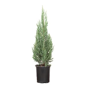 #5 container Blue Point Juniper Tree