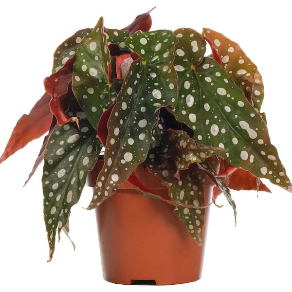 Wekiva Foliage Polka Dot Begonia-Live Plant in a 4 in. Pot-Begonia Maculata-Extremely Rare and Beautiful Indoor Houseplant