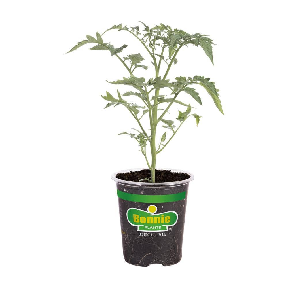 Bonnie Plants 19 Oz Early Girl Tomato Plant 0204 The Home Depot 1438