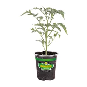 19 oz. Early Girl Tomato Plant
