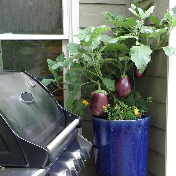 Bonnie Plants 2.32 qt. Black Beauty Eggplant Plant 2600 - The Home Depot