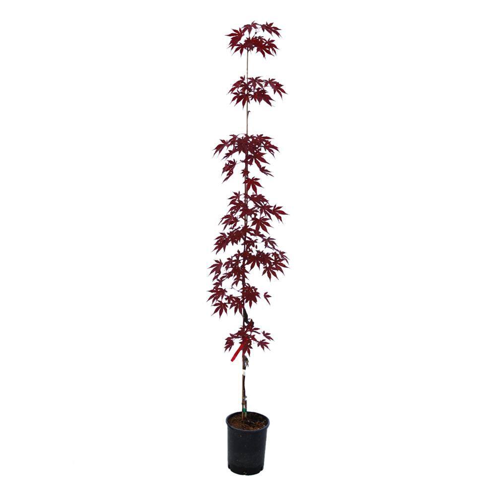 2 gal. Emperor I Deciduous Japanese Maple Tree MAPJEM02GH - The