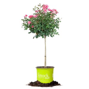 4.5 Ft. Tall Pink Double Knock Out Rose Tree with Pink Flowers