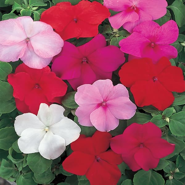 10 in. Mixed Impatiens Hanging Basket 606510 - The Home Depot