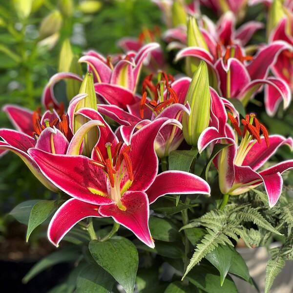 Lily LA Hybrid & Asiatic Lily Bulbs for Sale Online | Easy Care