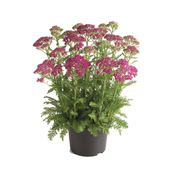 Unbranded 2.5 qt. Achillea Milly Rock Rose Perennial Plant with Pink Flowers - (1-Pack)