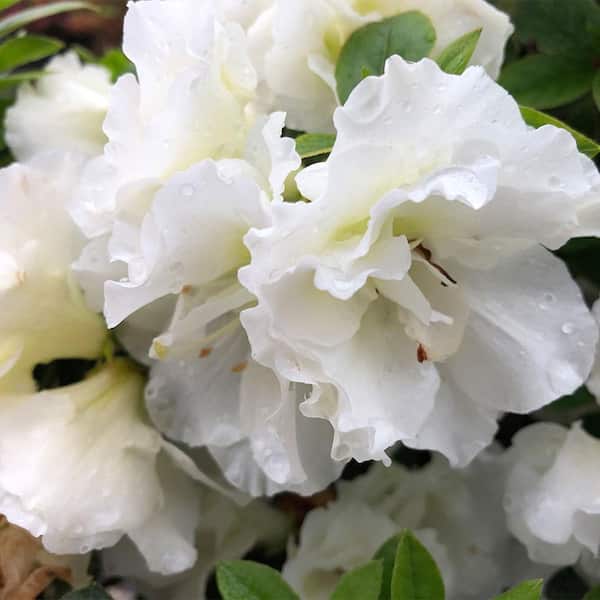 PROVEN WINNERS 2 Gal. Perfecto Mundo Double White Shrub 19645