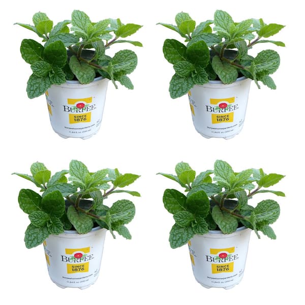 1.0 pt Burpee Herb Mint Mojito Plant (4-Pack)