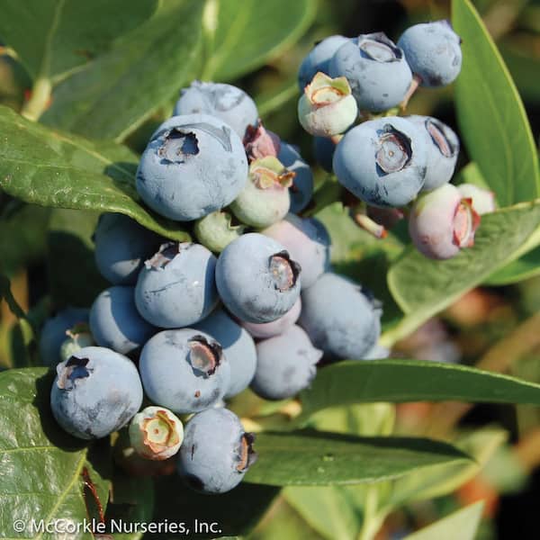 2 Gal. Blue Suede Blueberry (Southern Highbush) Bush, Fruit-Bearing Live Shrub, Delicious Large Light Blue Sweet Berries