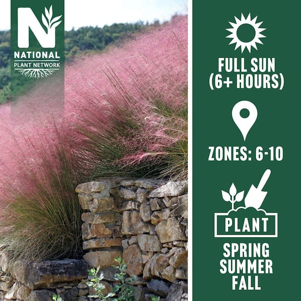 2.5 Qt. Pink Muhly Grass with Pink Bloms