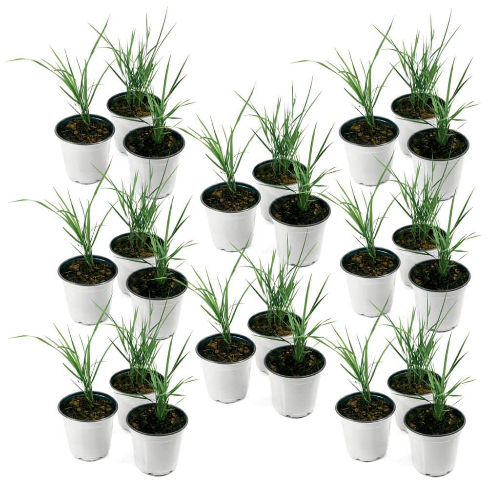 4 in. Karl Foerster Grass (24-Pack) price history on PriceWatchPro