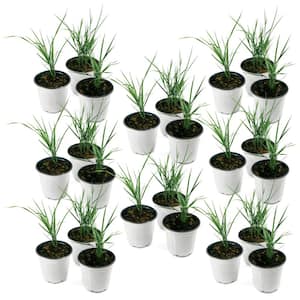 4 in. Karl Foerster Grass (24-Pack)