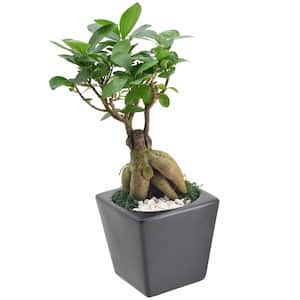 4.5 in. Ginseng Ficus Bonsai Black Square Carolina Ceramic Planter