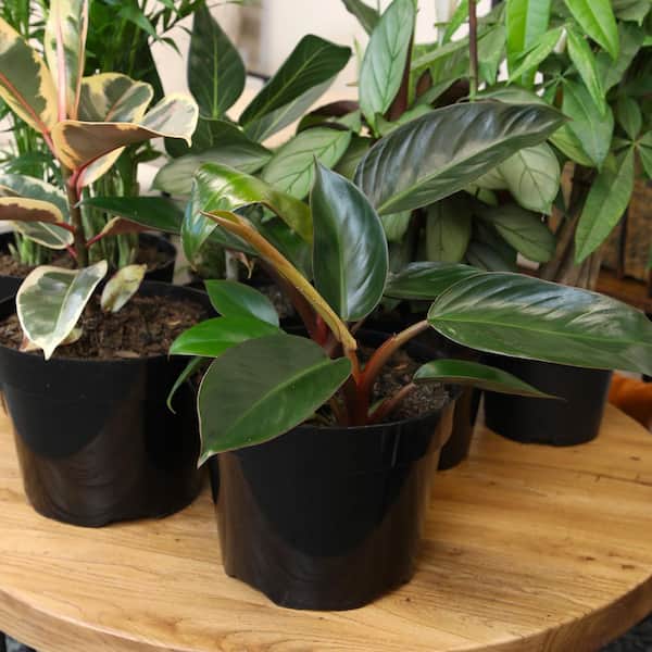 Philodendron 'Congo Red' Indoor Houseplant | 8in Grow Pot; Indirect Light | Element by Altman Plants