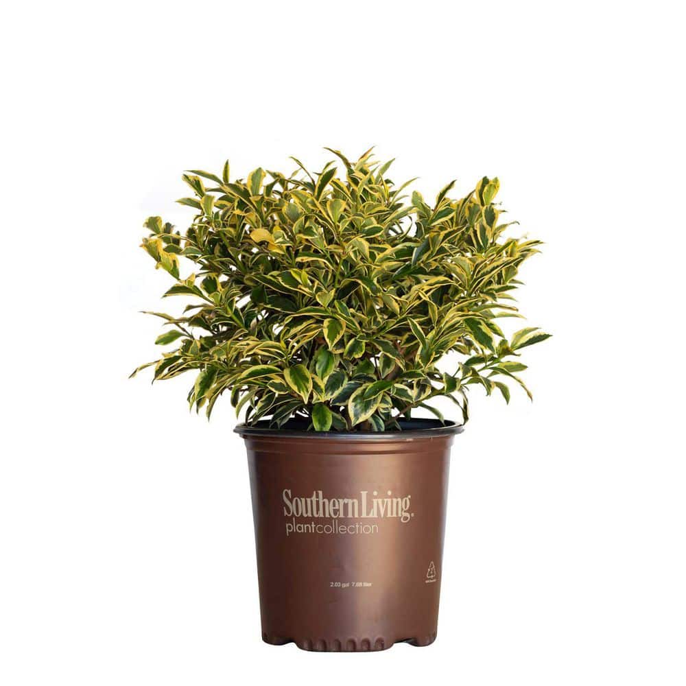 UPC 749711307755 product image for 2 Gal. Romeo Variegated Cleyera Shrub with Buttery Yellow and Dark Green Leaves | upcitemdb.com