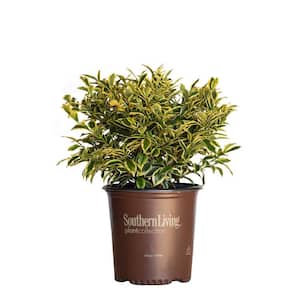 2 Gal. Romeo Variegated Cleyera Shrub with Buttery Yellow and Dark Green Leaves