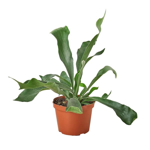 Unbranded Staghorn (Fern) Plant in 6 in. Grower Pot