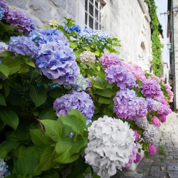 national PLANT NETWORK 4 in. 3-in-1 Hydrangea Shrub with Blue-Pink