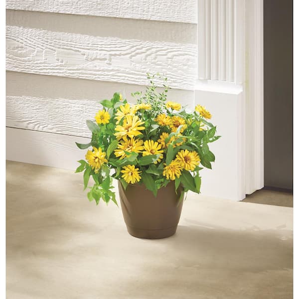 Mirabelle Small Chocolate Plastic Planter with Drainage Hole and Attached Saucer (8 in. L x 8 in. W x 7 in. H)