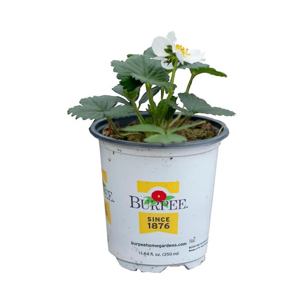 Burpee 1.0 PT Strawberry Berries Galore Plant 1008755821 - The