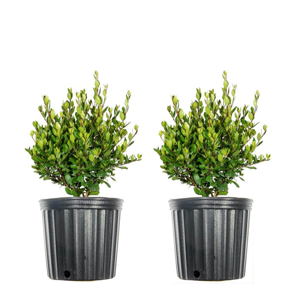 #1 Mrs. Schiller's Delight Viburnum Shrub (2-Pack) THD00092 - The Home ...