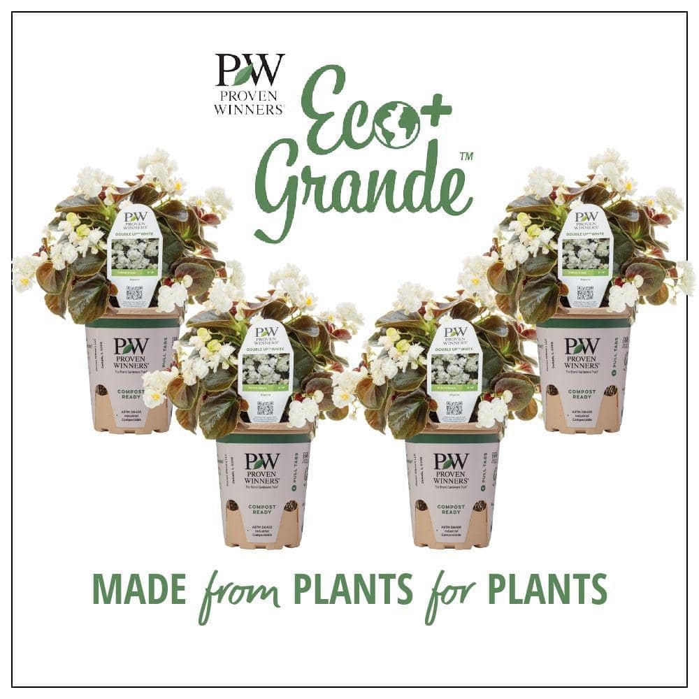 PROVEN WINNERS 4.25 in. Eco+Grande, Double Up White (Begonia