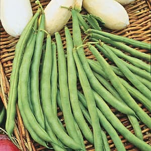 Bush Bean Top Crop (0.50 lb. Seed Packet)