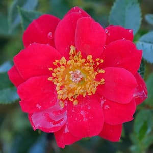 2 Gal. Oso Easy Urban Legend Landscape Rose with True Red Blooms that Continually Flower All Summer into Fall