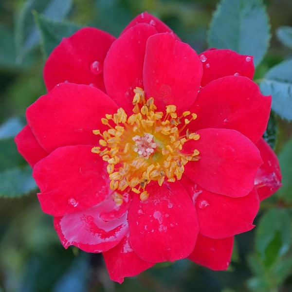 PROVEN WINNERS 2 Gal. Oso Easy Urban Legend Landscape Rose with True ...