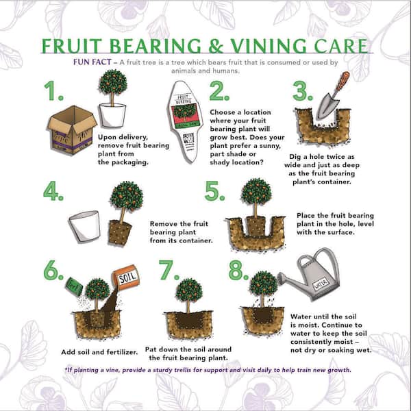 BELL NURSERY - 3 Gal. 'Chicago Hardy' Fig (Ficus Carica) Live Fruit-Bearing Tree Plant with Light Purple Fruit, Pink Centers (1-Pack)