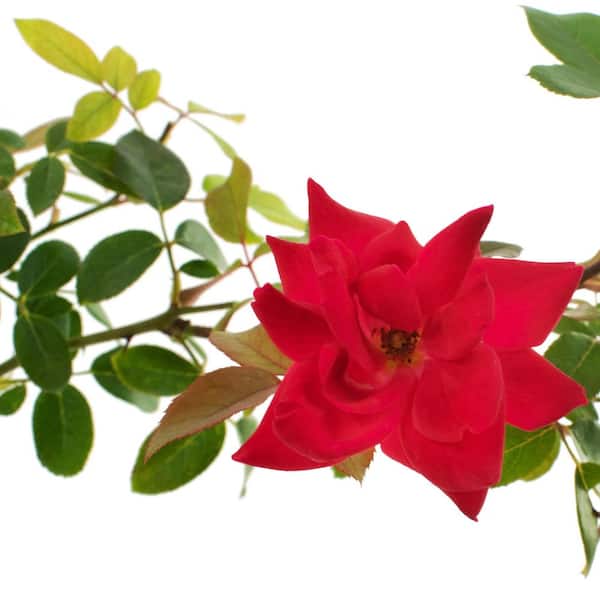 1 Gal. Red Double Knock Out Rose Bush with Red Flowers in Grower Container