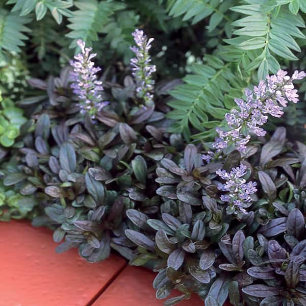 ALTMAN PLANTS 1-Pint Chocolate Chip Bugleweed Plant