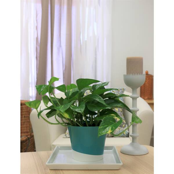 Top Indoor Air Purifier AMERICAN PLANT EXCHANGE Golden Pothos Easy Care Live Plant 6 Pot
