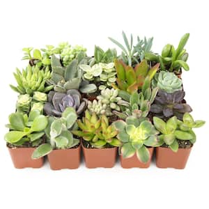 5 Gal. Green Live Succulents Plants Live Houseplants with Nursery Pots (24-Pack)
