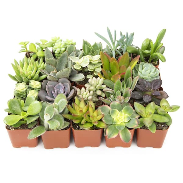 Angel Sar 5 Gal. Green Live Succulents Plants Live Houseplants with Nursery Pots (24-Pack)